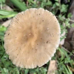 Unidentified Cup or disk - with no 'eggs' at Black Range, NSW - 28 Oct 2020 by Steph H