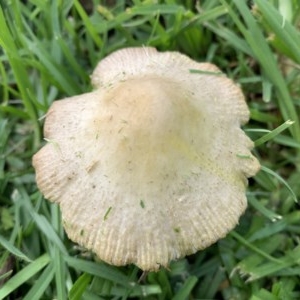 Agarics at Black Range, NSW - 28 Oct 2020