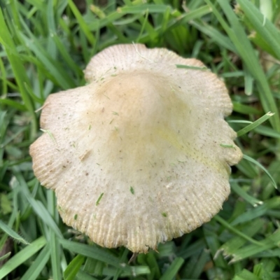 Agarics at Black Range, NSW - 28 Oct 2020 by Steph H