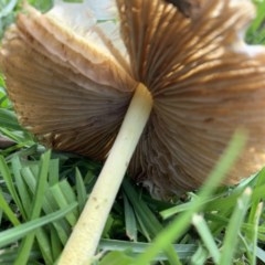 Agarics at Black Range, NSW - 28 Oct 2020 04:48 PM