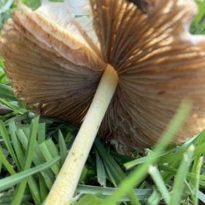 Agarics at Black Range, NSW - 28 Oct 2020 04:48 PM