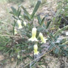 Billardiera scandens (Hairy Apple Berry) at Joadja, NSW - 18 Oct 2020 by @Joadja