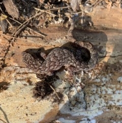 Christinus marmoratus (Southern Marbled Gecko) at Holt, ACT - 24 May 2020 by adaml