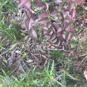 Prunus cerasifera at Hughes, ACT - 28 Oct 2020