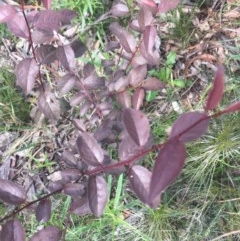 Prunus cerasifera at Hughes, ACT - 28 Oct 2020