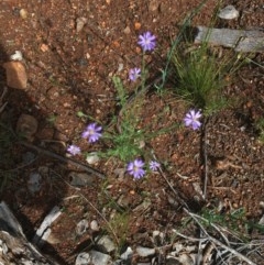 Vittadinia cuneata var. cuneata (Fuzzy New Holland Daisy) at Hughes, ACT - 28 Oct 2020 by Tapirlord