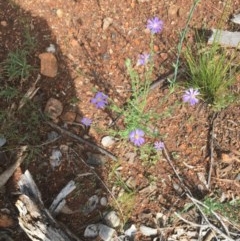 Vittadinia cuneata var. cuneata at Hughes, ACT - 28 Oct 2020