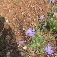 Vittadinia cuneata var. cuneata at Hughes, ACT - 28 Oct 2020