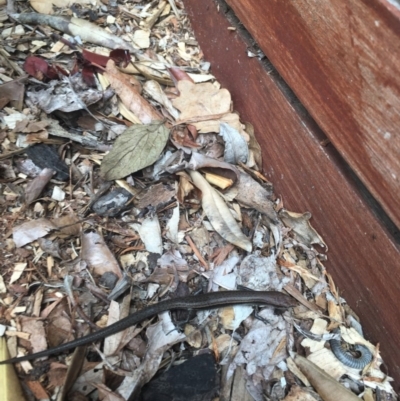 Lampropholis delicata (Delicate Skink) at Red Hill to Yarralumla Creek - 28 Oct 2020 by Tapirlord