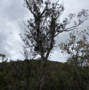 Eucalyptus melliodora at Mount Majura - 26 Oct 2020