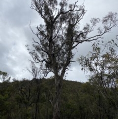 Eucalyptus melliodora (Yellow Box) at Downer, ACT - 26 Oct 2020 by MargL