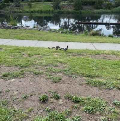 Chenonetta jubata (Australian Wood Duck) at Sullivans Creek, Lyneham South - 27 Oct 2020 by Tapirlord