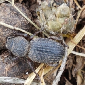 Cubicorhynchus sp. (genus) at Fraser, ACT - 28 Oct 2020