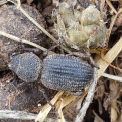 Cubicorhynchus sp. (genus) (Ground weevil) at Fraser, ACT - 28 Oct 2020 by tpreston