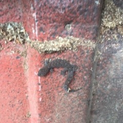 Christinus marmoratus (Southern Marbled Gecko) at Red Hill to Yarralumla Creek - 28 Oct 2020 by Tapirlord