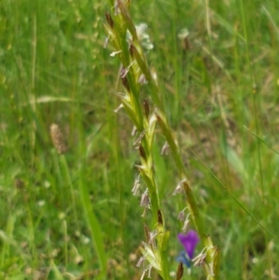 Lolium (genus) (Ryegrass) at Fraser, ACT - 28 Oct 2020 by trevorpreston