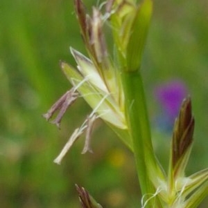 Lolium sp. at Fraser, ACT - 28 Oct 2020