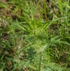 Carthamus lanatus at Fraser, ACT - 28 Oct 2020