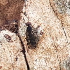 Sylvicola dubius (Wood-gnat) at Dunlop Grasslands - 28 Oct 2020 by tpreston