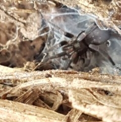 Gnaphosidae (family) (Ground spider) at Fraser, ACT - 28 Oct 2020 by trevorpreston