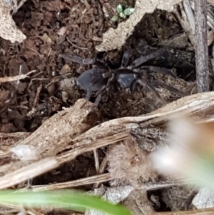Gnaphosidae (family) at Fraser, ACT - 28 Oct 2020