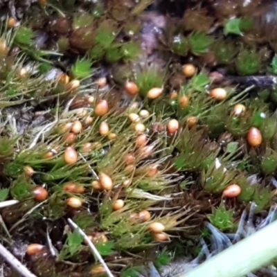 Pleuridium sp. at Fraser, ACT - 28 Oct 2020 by trevorpreston