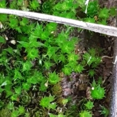 Bryaceae (family) (A moss) at Dunlop Grasslands - 28 Oct 2020 by tpreston