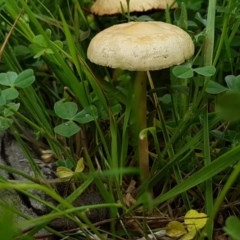 Bolbitiaceae at Fraser, ACT - 28 Oct 2020