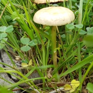 Bolbitiaceae at Fraser, ACT - 28 Oct 2020