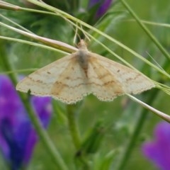 Scopula rubraria (Reddish Wave, Plantain Moth) at Dunlop Grasslands - 28 Oct 2020 by tpreston