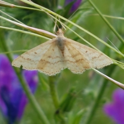 Scopula rubraria (Reddish Wave, Plantain Moth) at Fraser, ACT - 28 Oct 2020 by trevorpreston