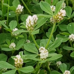Trifolium repens (White Clover) at Fraser, ACT - 28 Oct 2020 by tpreston