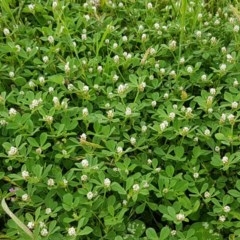 Trifolium striatum at Fraser, ACT - 28 Oct 2020