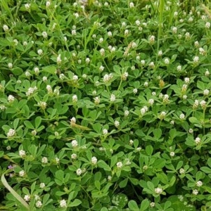 Trifolium striatum at Fraser, ACT - 28 Oct 2020