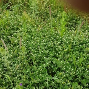 Trifolium striatum at Fraser, ACT - 28 Oct 2020