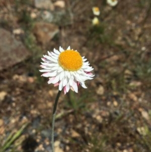 Leucochrysum alpinum at Rendezvous Creek, ACT - 28 Oct 2020