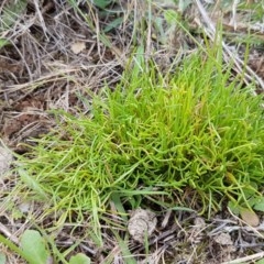 Isoetopsis graminifolia (Grass Cushion Daisy) at Dunlop Grasslands - 28 Oct 2020 by tpreston