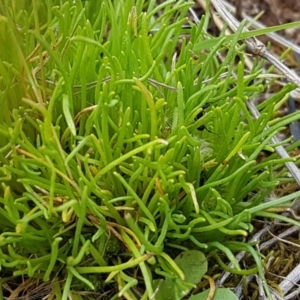 Isoetopsis graminifolia at Fraser, ACT - 28 Oct 2020