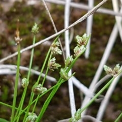 Isolepis (genus) (Club-rush) at Fraser, ACT - 28 Oct 2020 by trevorpreston