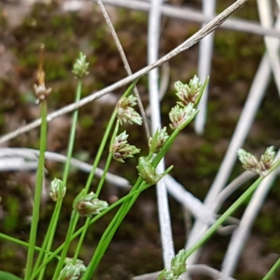 Isolepis (genus) (Club-rush) at Fraser, ACT - 28 Oct 2020 by trevorpreston