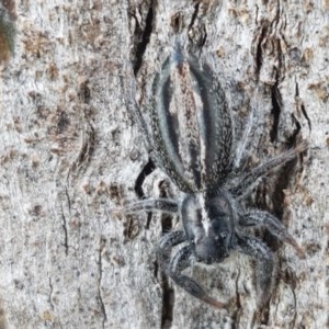 Ocrisiona leucocomis at Fraser, ACT - 28 Oct 2020