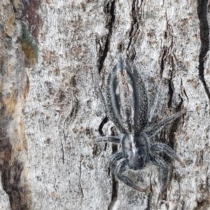 Ocrisiona leucocomis at Fraser, ACT - 28 Oct 2020