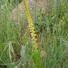 Reseda luteola (Weld) at Fraser, ACT - 28 Oct 2020 by trevorpreston