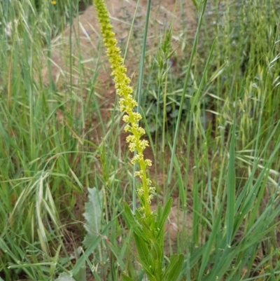 Reseda luteola (Weld) at Fraser, ACT - 28 Oct 2020 by tpreston