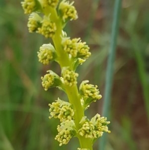 Reseda luteola at Fraser, ACT - 28 Oct 2020 04:39 PM