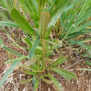 Reseda luteola at Fraser, ACT - 28 Oct 2020