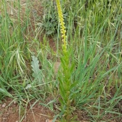 Reseda luteola at Fraser, ACT - 28 Oct 2020 04:39 PM