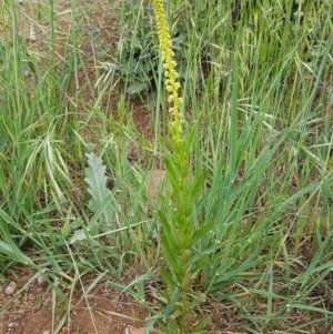 Reseda luteola at Fraser, ACT - 28 Oct 2020