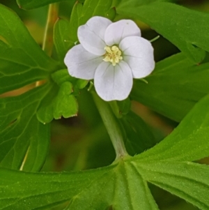 Geranium sp. at Fraser, ACT - 28 Oct 2020