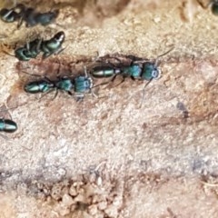 Rhytidoponera metallica (Greenhead ant) at Fraser, ACT - 28 Oct 2020 by tpreston